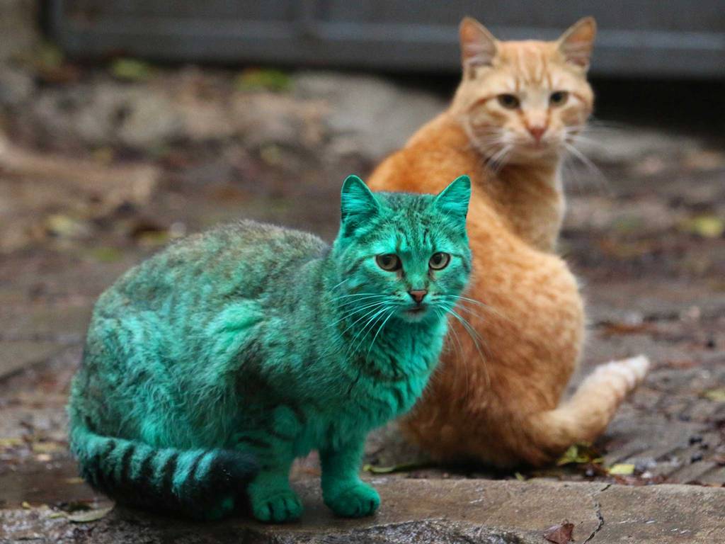 green-cat-5