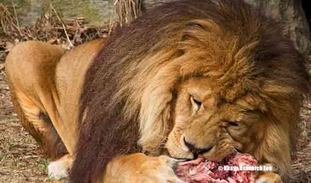 lion-eating-nigerian-zoo